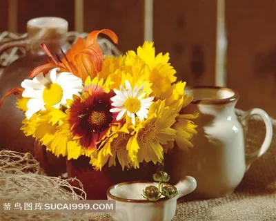 娇艳的菊花静物摄影素材 娇艳的菊花静物摄影素材