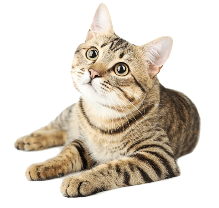 狸花猫坐立