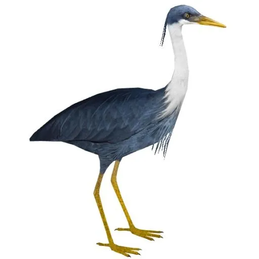 苍鹭免抠(575x575)