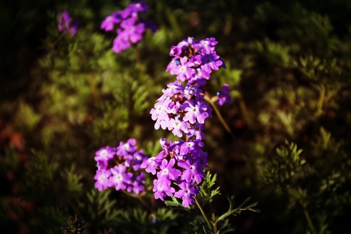 漂亮不知名的小花朵