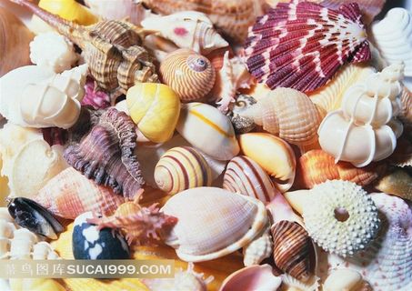 大海海洋贝壳海螺高清摄影