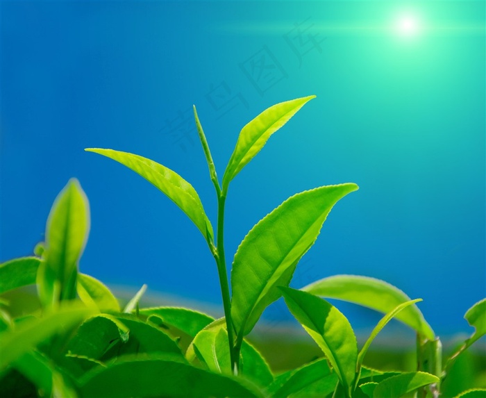 阳光下的茶叶微距逆光摄影