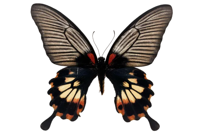 蝴蝶 彩蝶 花蝴蝶 动物 昆虫 免抠 (27)