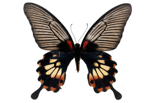 蝴蝶 彩蝶 花蝴蝶 动物 昆虫 免抠 (27)