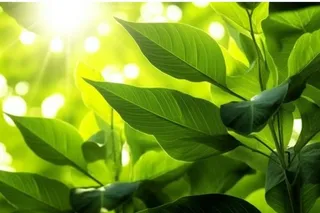 阳光从树叶洒下来光影光圈摄影背景