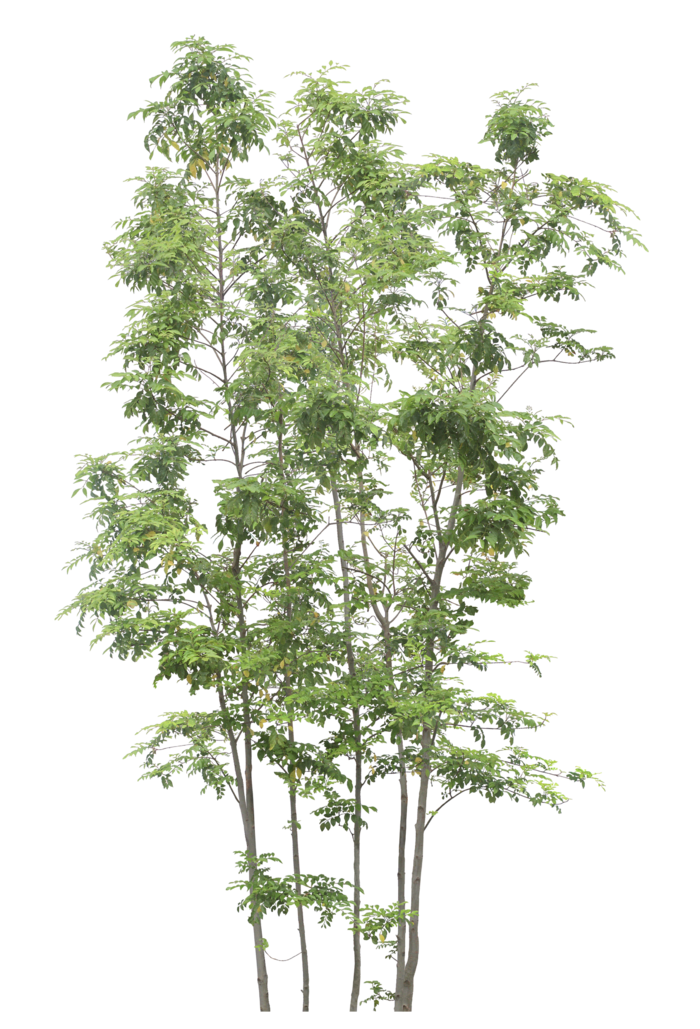 高清树木素材 免抠PSD植物素材 美术绘画园林贴图 树草灌木花草