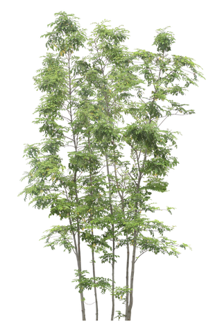 高清树木素材 免抠PSD植物素材 美术绘画园林贴图 树草灌木花草