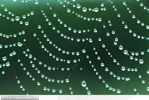 雨后蛛网上洒落的水珠