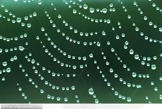 雨后蛛网上洒落的水珠