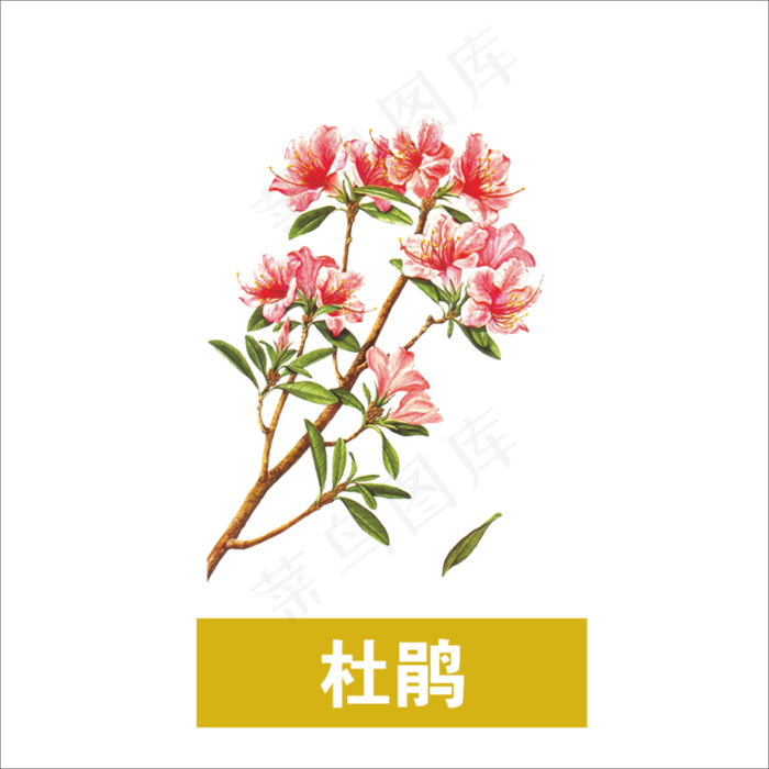 手绘草本中药药材杜鹃