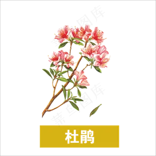 手绘草本中药药材杜鹃