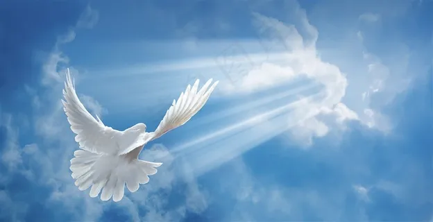 蓝天下展翅白鸽高清图片 蓝天下展翅白鸽高清图片