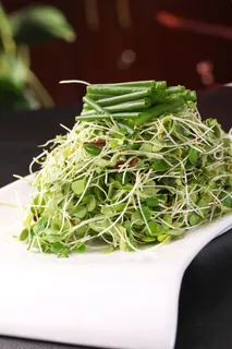 小葱香椿苗 (2)