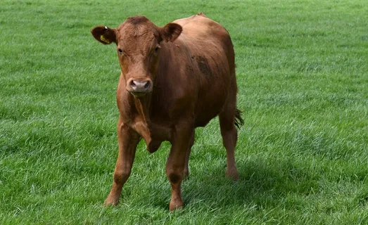 牛奶牛牧场牛奶草原原生态黄牛