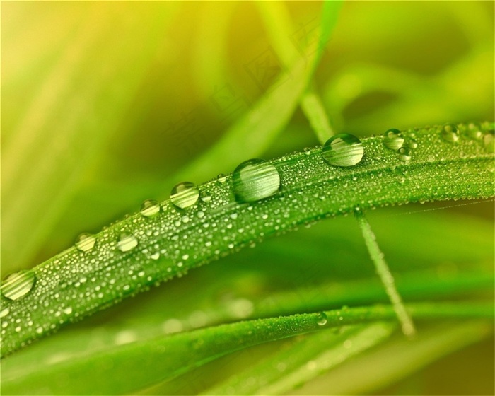 芦苇叶片上的水珠高清图片