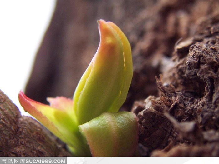 柳树枝头上的嫩芽