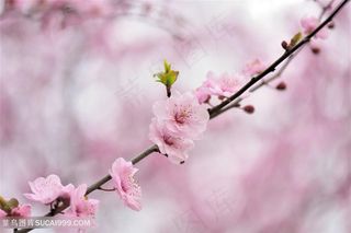高清唯美粉色梅花鲜花图片