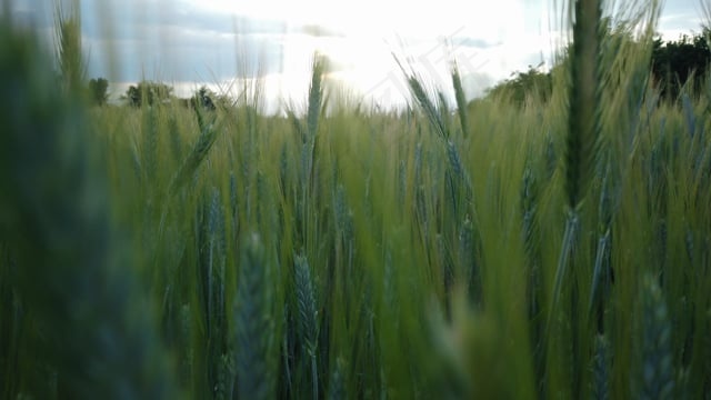 绿色, 小麦, 原野, 农业, 自然, 植物, 食物, 夏天