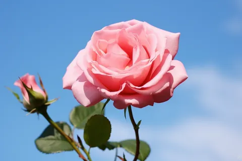 粉红玫瑰特写摄影图