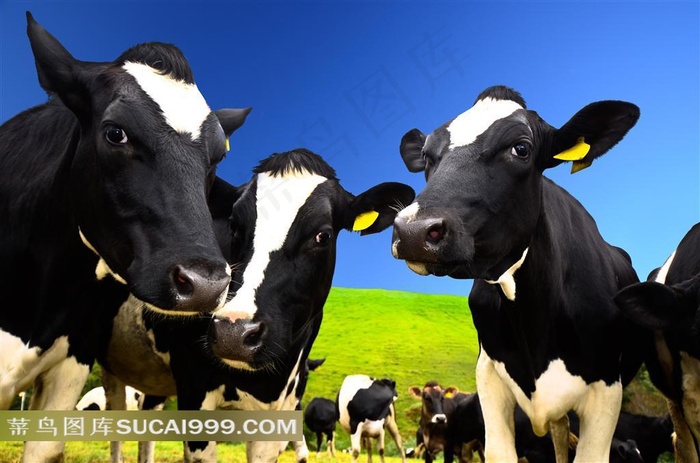 蓝天下的奶牛