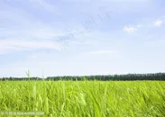 草地天空-一望无际的草地