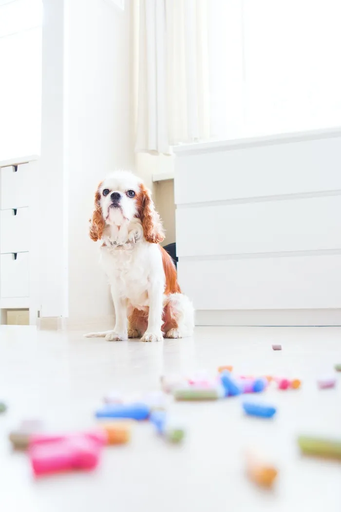 可爱小狗狗狗摄影素材