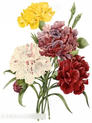 外国大师手绘康乃馨素材