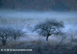 山水剪影雪中丛林的树