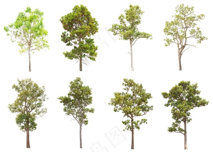 多种大树树木植物素材图