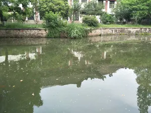 清潭映满春色好