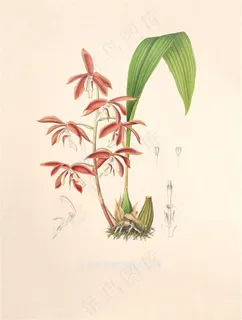红色兰花彩绘插画图片 红色兰花彩绘插画图片