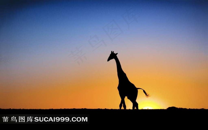 日落下的长颈鹿