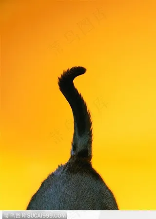宠物猫（猫尾巴）
