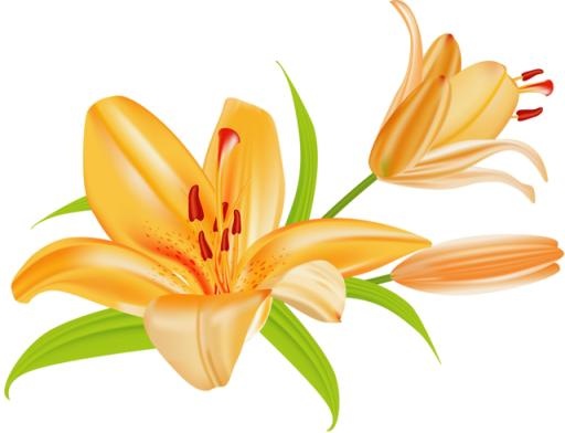 百合花免抠(640x491)