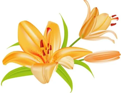 百合花免抠(640x491)