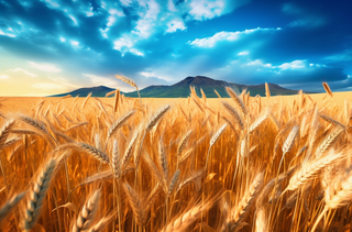 蓝天白云阳光明媚的金黄麦田