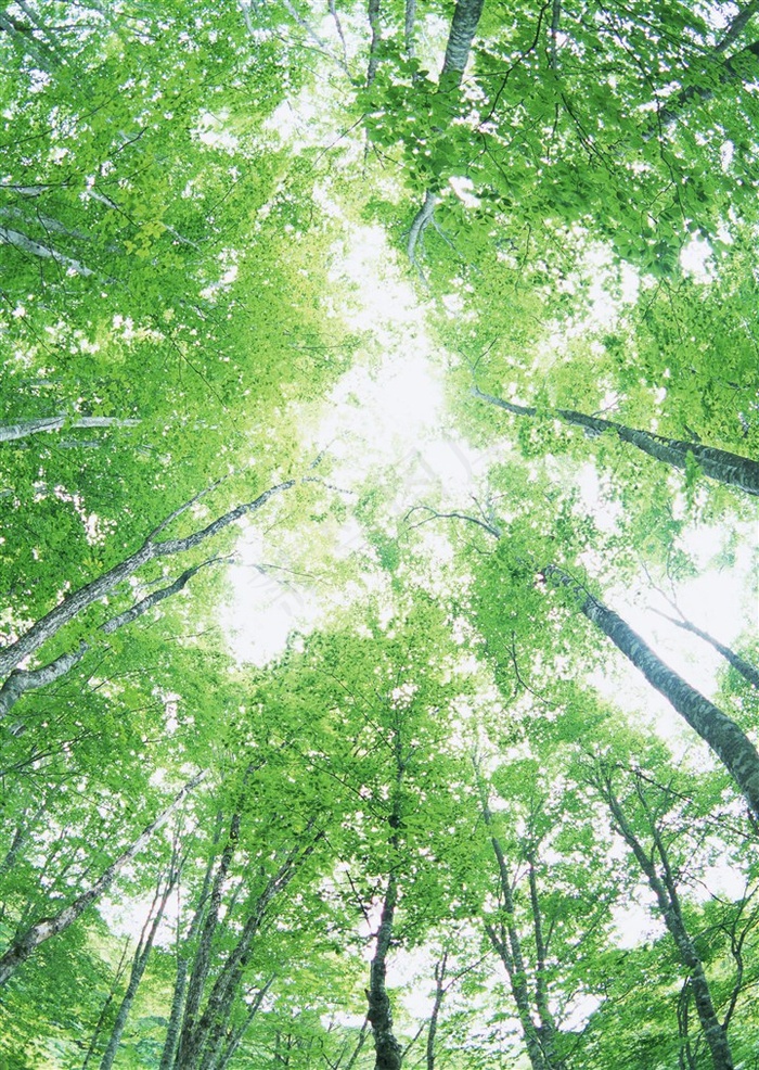 森林的树缝穿过的光仰视摄影图片