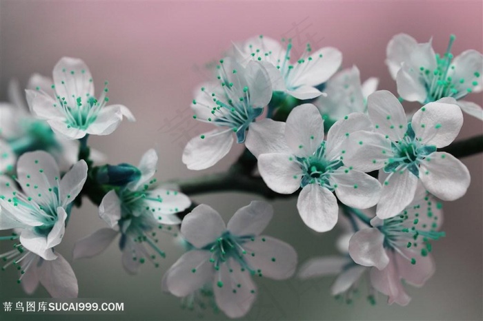 白色桃花压枝头