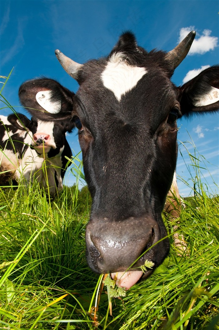 一头牛的大头贴