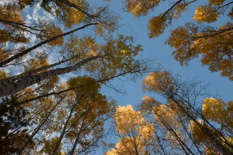 鸟瞰秋季森林树木图片 鸟瞰秋季森林树木图片