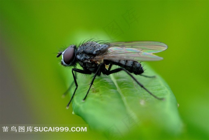 落在叶子上的苍蝇