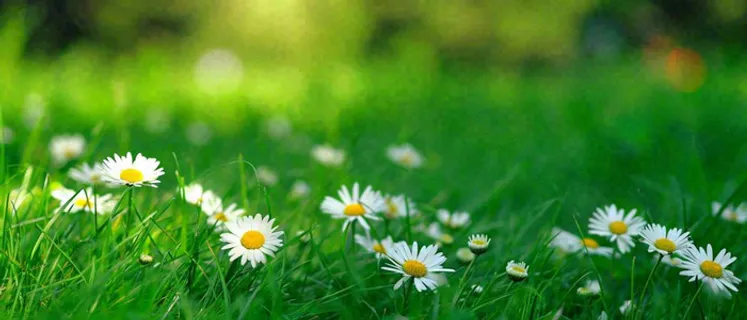 夏至夏天向阳菊花草地立夏小暑摄影图