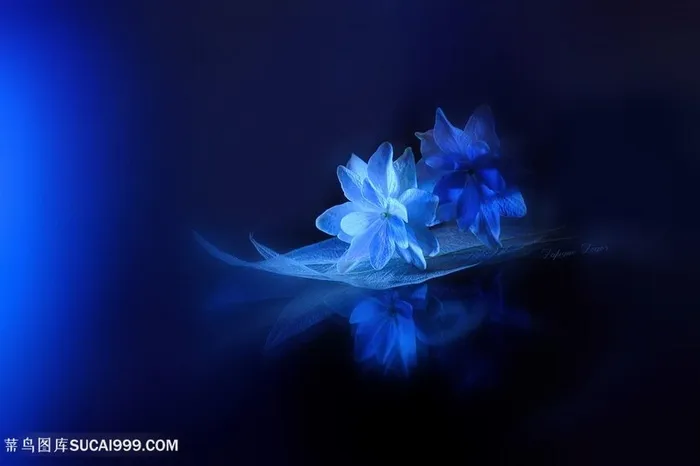 唯美鲜花静态摄影图片