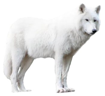 萨摩耶小狗动物