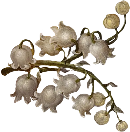 复古油画质感宫廷花卉植物花朵鲜花拼贴图案PNG免抠图片设计素材