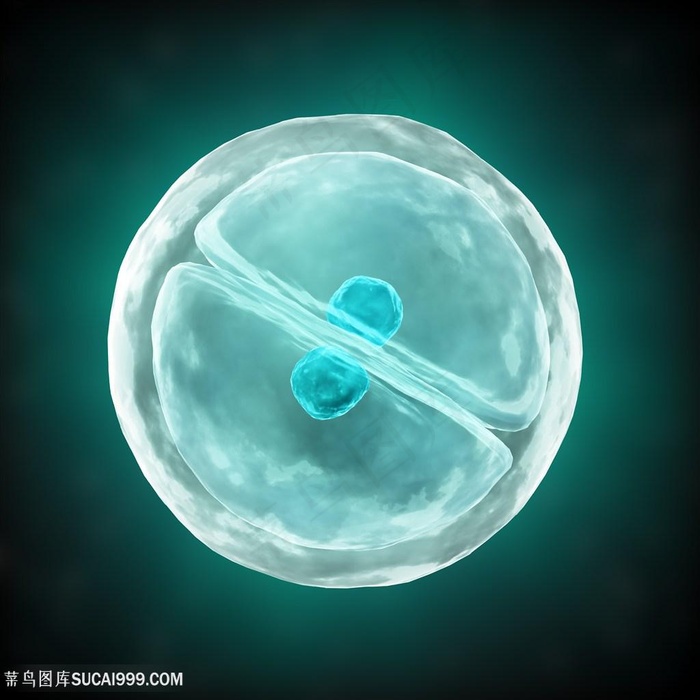 人体细胞细菌等生物高清图片