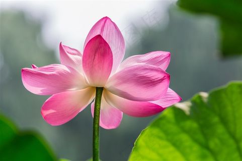 正午阳光下艳丽的荷花 正午阳光下艳丽的荷花