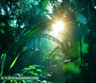 丛林系列 - 美丽幽静的阳光丛林