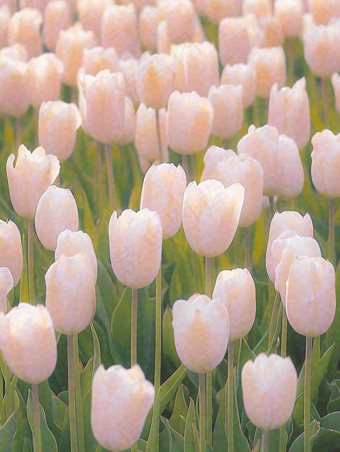 春天粉色郁金香花海绿叶温馨阳光，春分摄影图(928x1232)