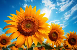 向日葵花海摄影图